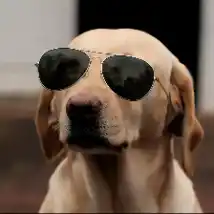 Golden lab wearing aviators