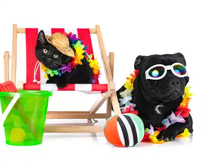 Cat and dog in vacation costumes