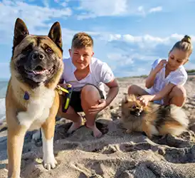 Children playing with dogs on the beach