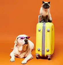 Cat on a suitcase and dog wearing sunglasses