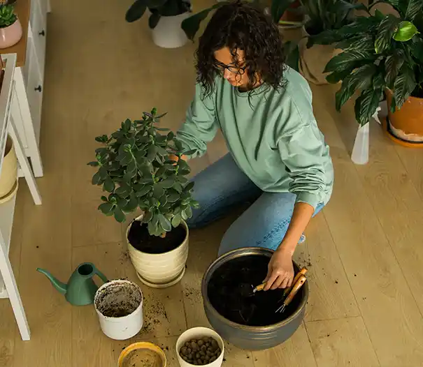 lady transpalnting one plant to another pot
