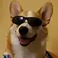 Dog smiling wearing shades