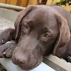 Brown lab lying down