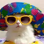Cat in a beach hat and shades