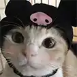 Cat with a beanie and pink cheeks filter