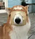 Pet with bread on its nose