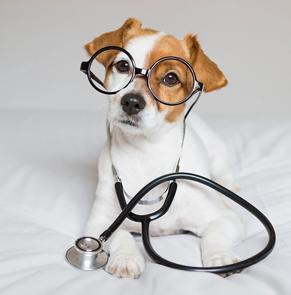 Licensed veterinarian examining small dog for BAHFSA travel certification