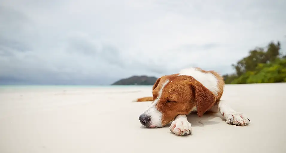 Dogs and Cats Import Requirements