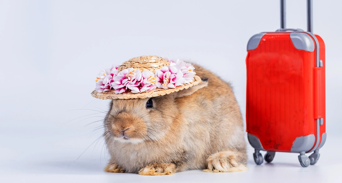 Rabbit Import Requirements