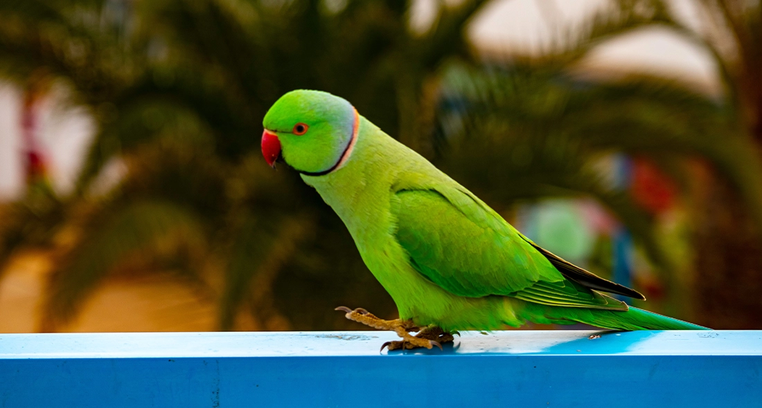 Bird Import Requirements