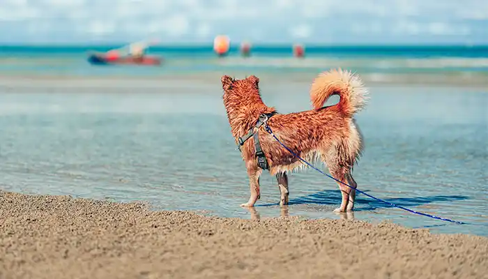 Bringing Pets to the Bahamas Guide