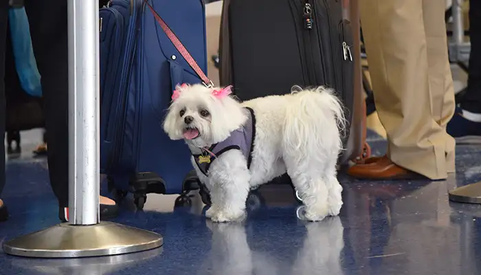 Bahamas Pet Permit Requirements