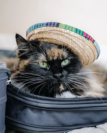 Pet owner with happy dog