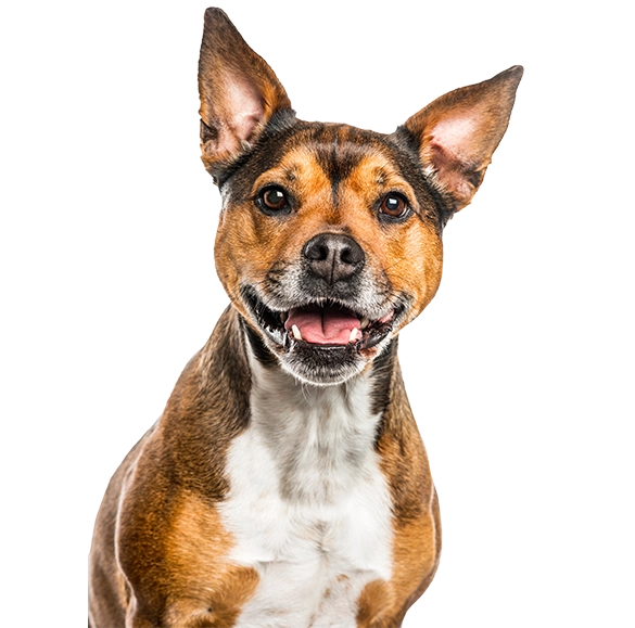 Happy dog ready for Bahamas travel