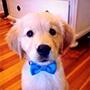 Puppy wearing a blue bowtie