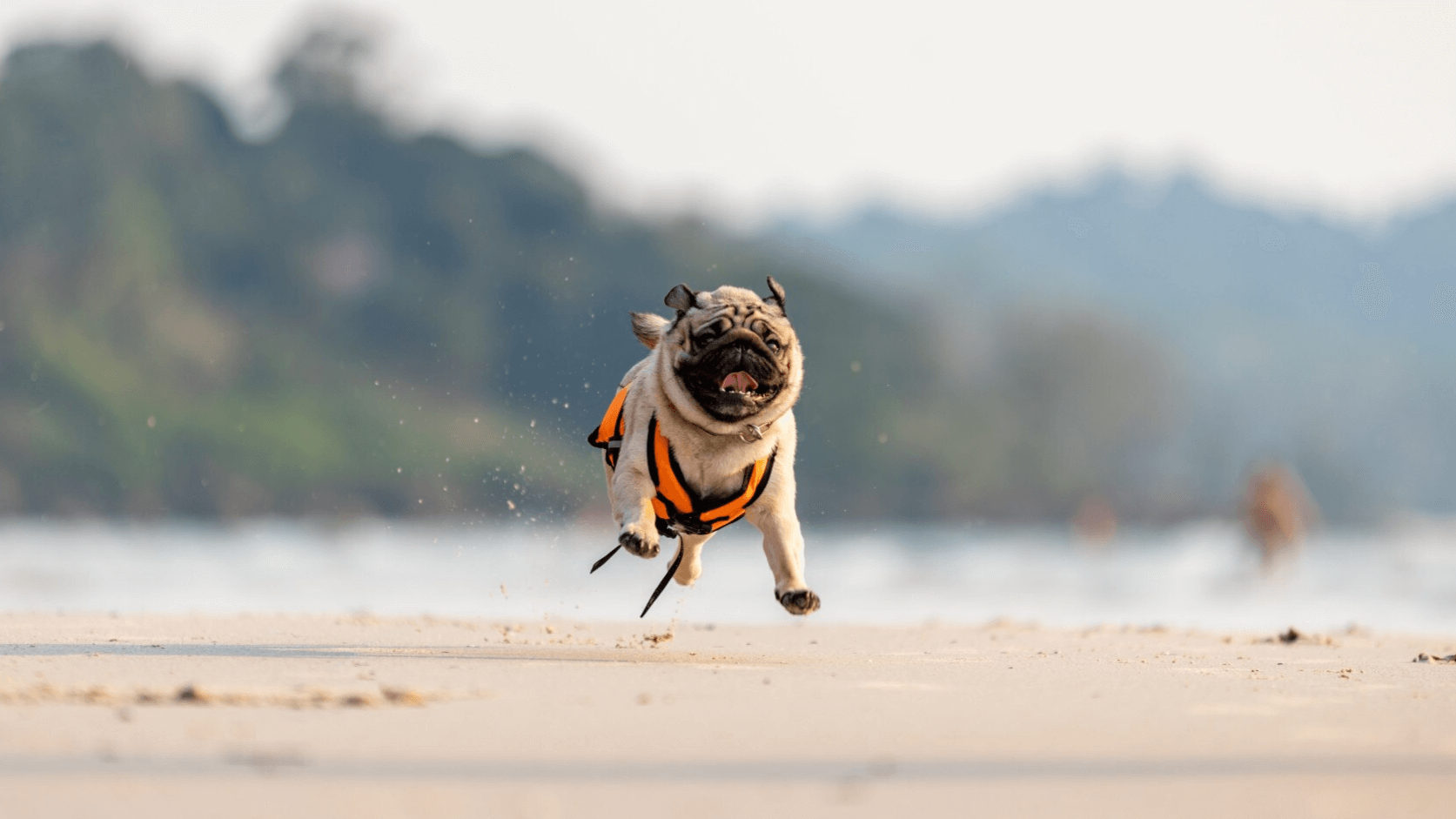 Video preview showing dog on Bahamas beach